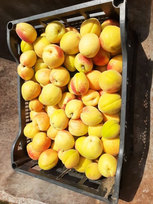 Caise de masă/consum