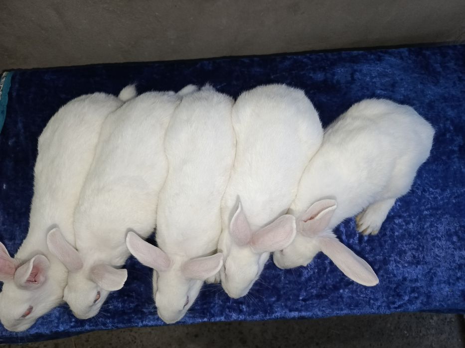 Xikol quyonlari sotiladi 2oylikdan oshgan ,narxi 160.000 dan