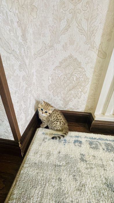 Продаётся чистокровный котята