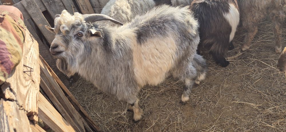 Теке сатылады / Продаю козла