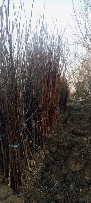 Tut nihol va turli xil mevali kochatlar