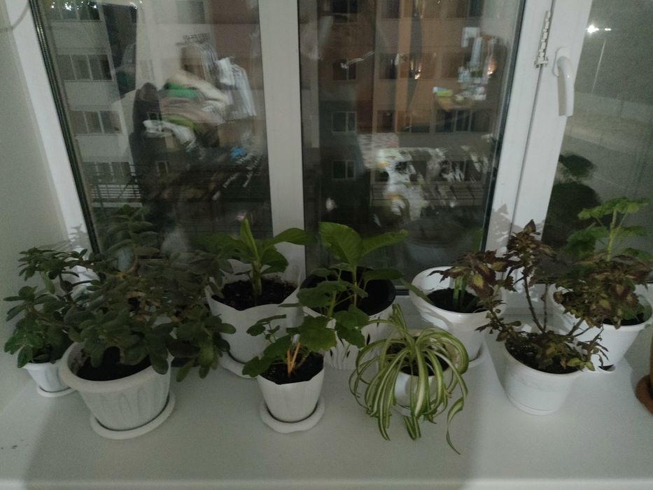 Продам комнатные цветы