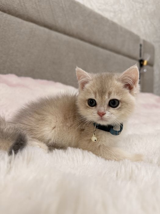 На продаже элитные котятки