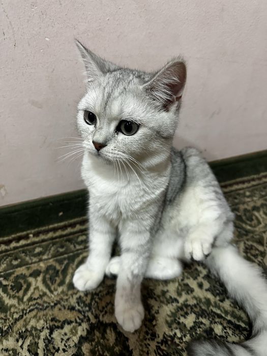 Продам кошек пародистые