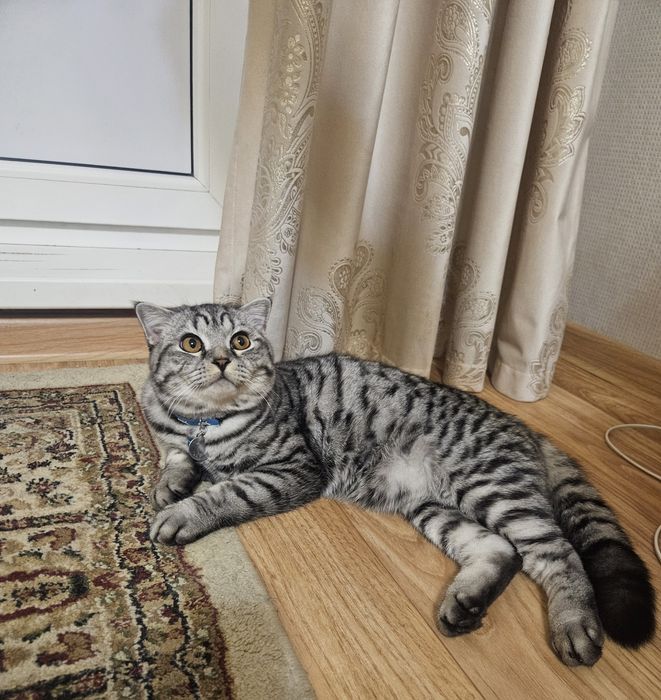 Британский кот для  вязки, цена 5000т