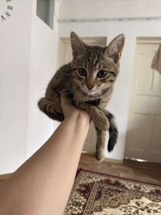 Отдам кота в добрые руки