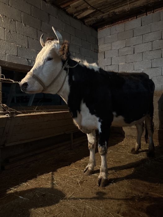 Сиыр сатылады бузауымен ушкундыкпородасы Шведский емшектеры сау,жуас