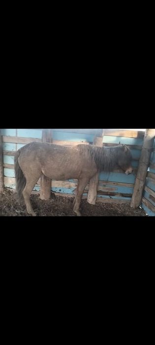 Жылқы бие сатылады