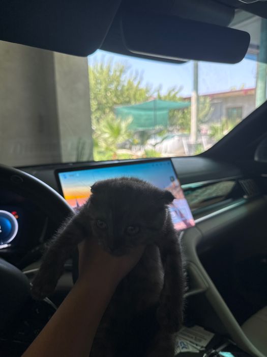 Шотландский вислоухий котёнок (Scottish Fold), 2 месяца