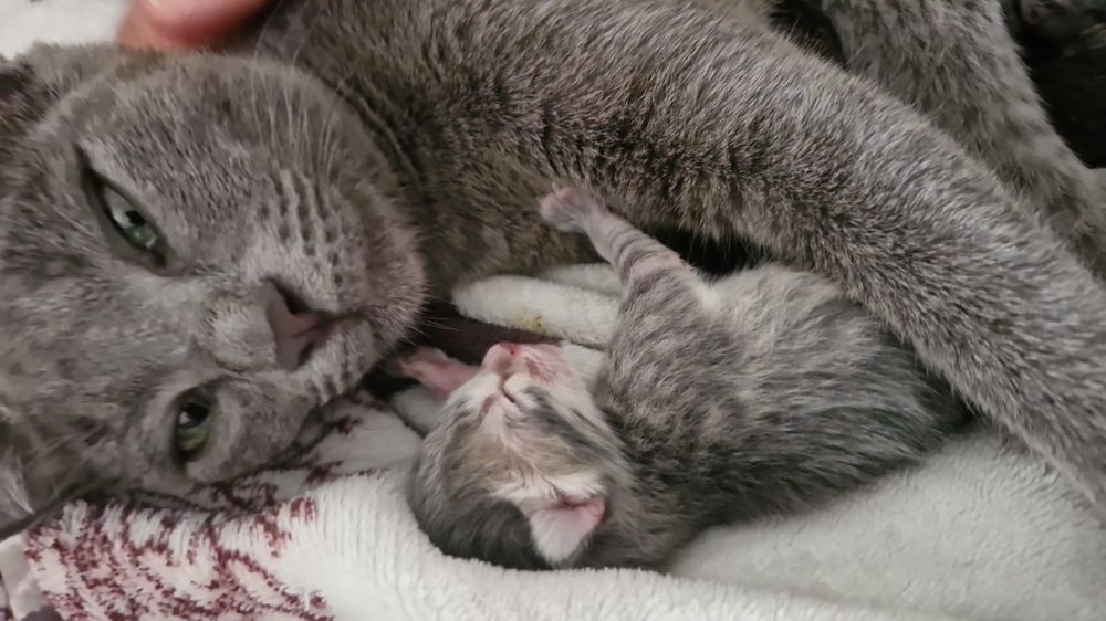 потерялась кошка