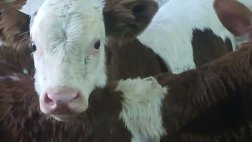 Vitei baltata si belgian