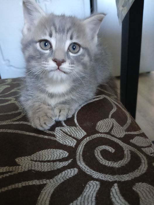 Котёнок домашний