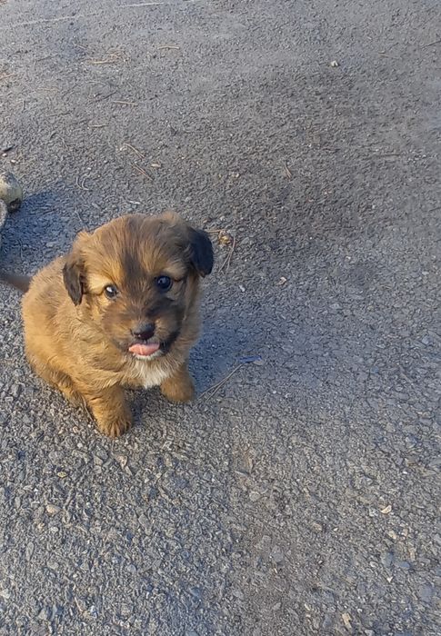 Отдам щенка-,девочку в добрые руки