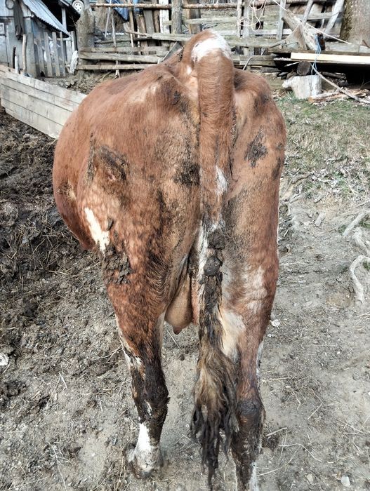 Vând vacă cu vițel, a treia fătare.