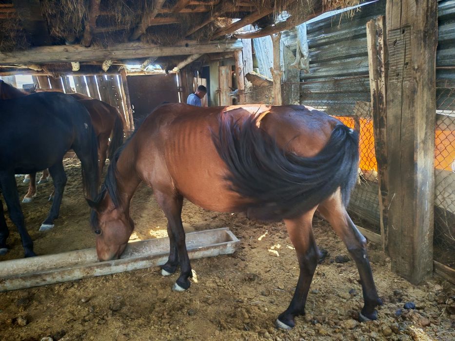 Еркектің қыздың мысығына сиіп жатқан порно видеосын қараңыз
