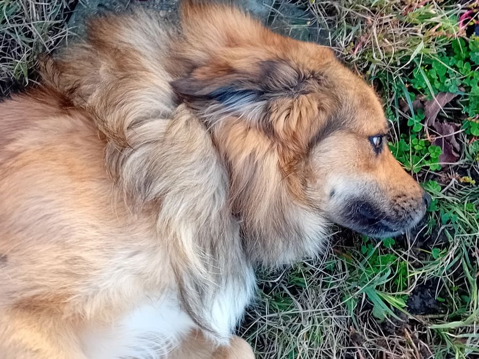 СПЕШНО! Подаряваме две кучета