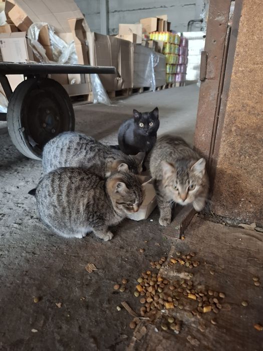 Отдам котят в добрые руки.