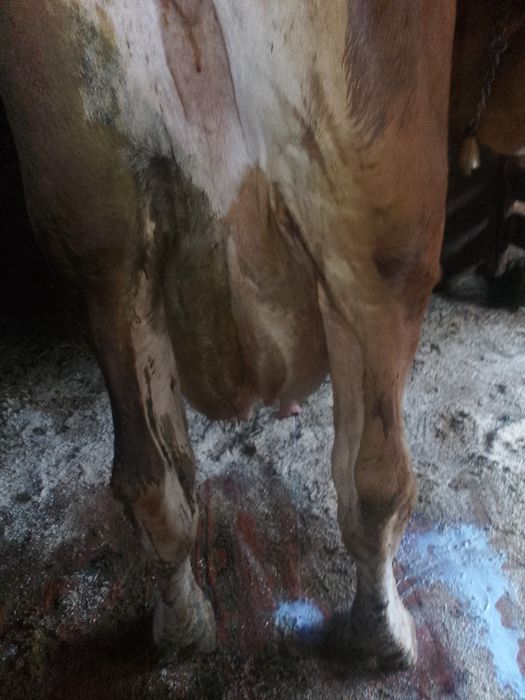 Vând vaca de 7 ani