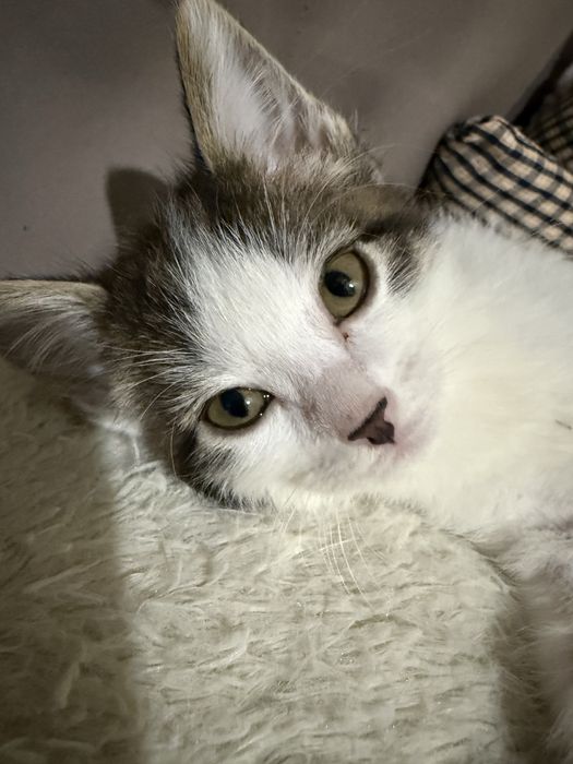 котенок в добрые руки