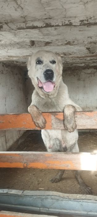 Алабай сука 2 год