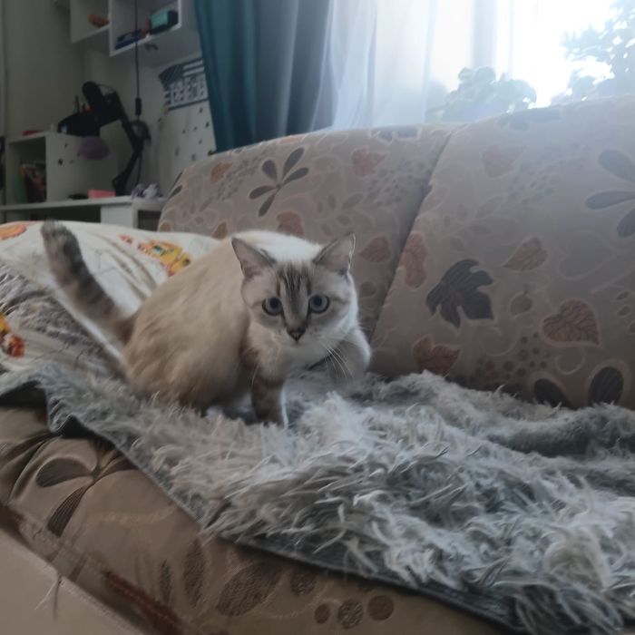 Пристраиваются котятки