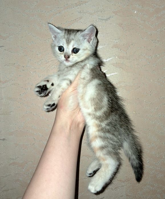 Шотландские котята Темиртау