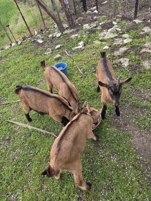 Vând Țapi Alpini francez