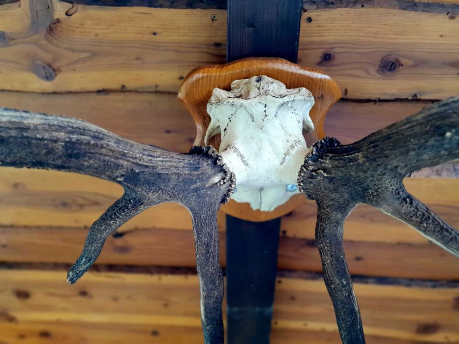 Trofeu cerb carpatin