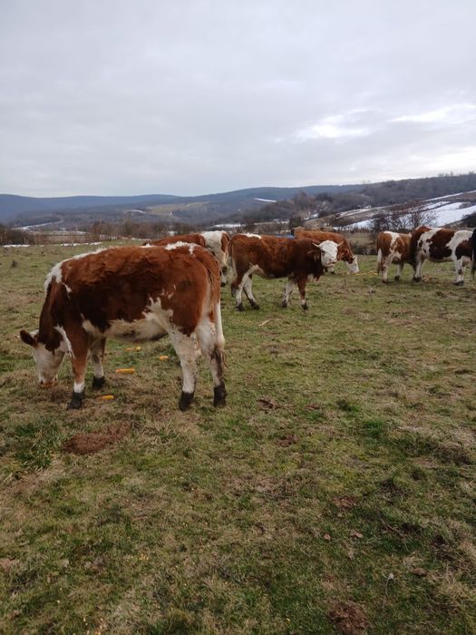 Vand vaci si juninci