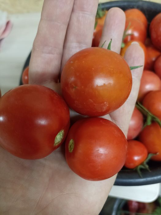 Помидоры  продам