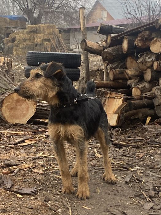 Ягтерьер сатылады