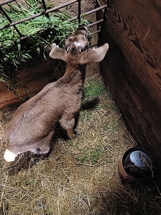 Iada + ied de vânzare 500 lei