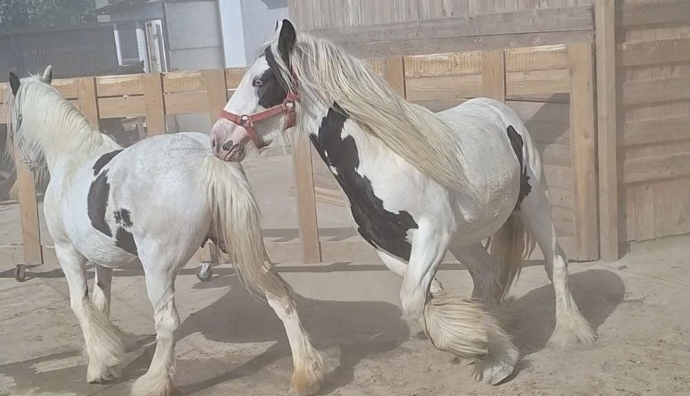 Vand Gypsy Vanner