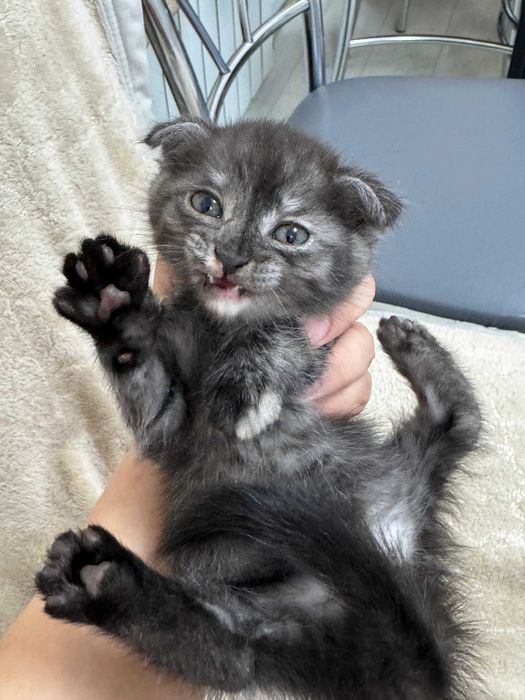 В добрые руки котят