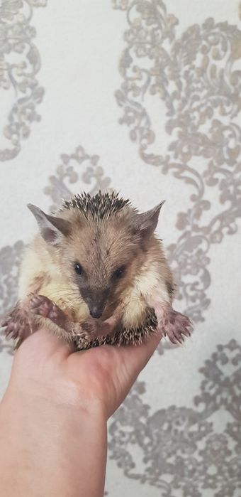 Ёжики подростки 3500