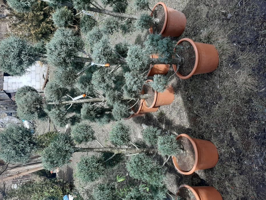 Vindem tuia brazi mesteacăn tei platan stejar frasin magnoli etc