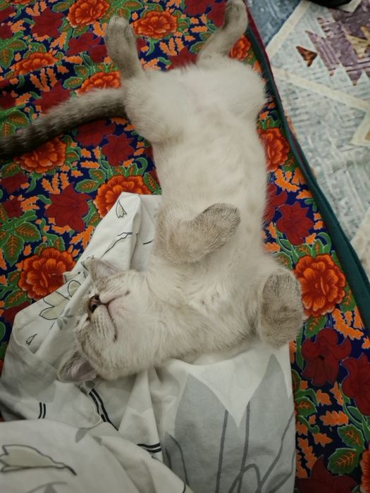 вислоухий шотландец