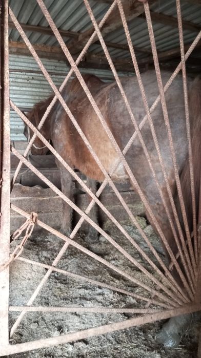 Продам бие с откорма.