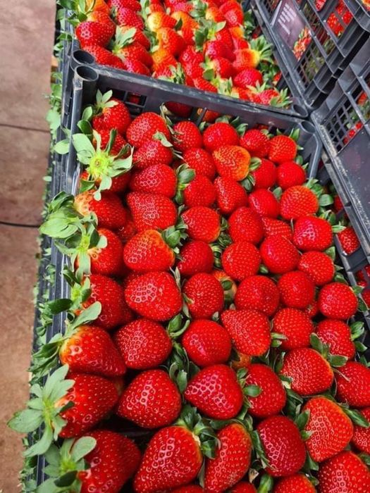 Pomi fructiferi și arbuști