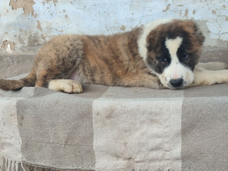 Крупные породные кобели Алабая