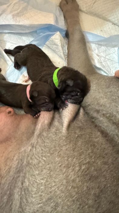 Продажа щенков шарпей