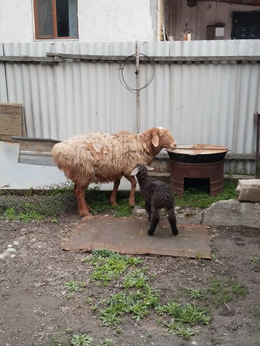 4 Козылы койлар сатылады