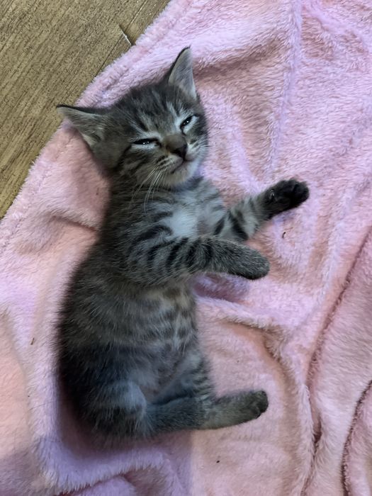 Котенок девочка 1,5 месяца