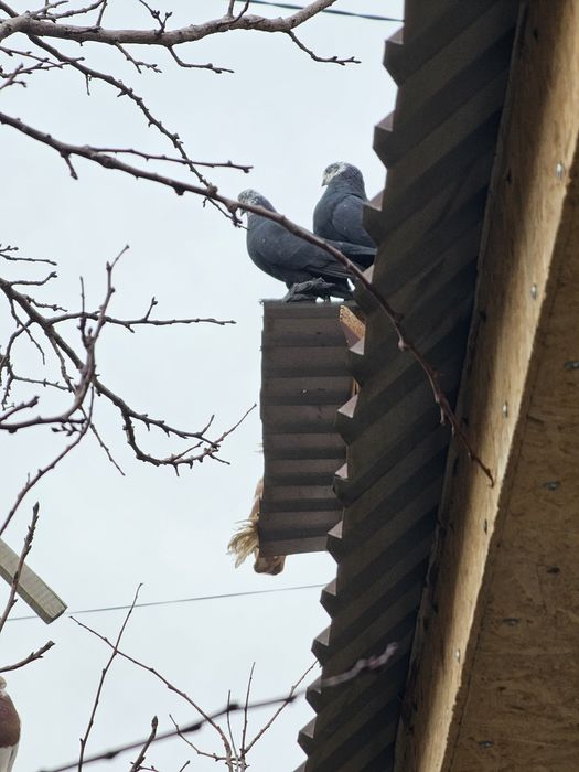 Гульсар,капканы по 5000 шт