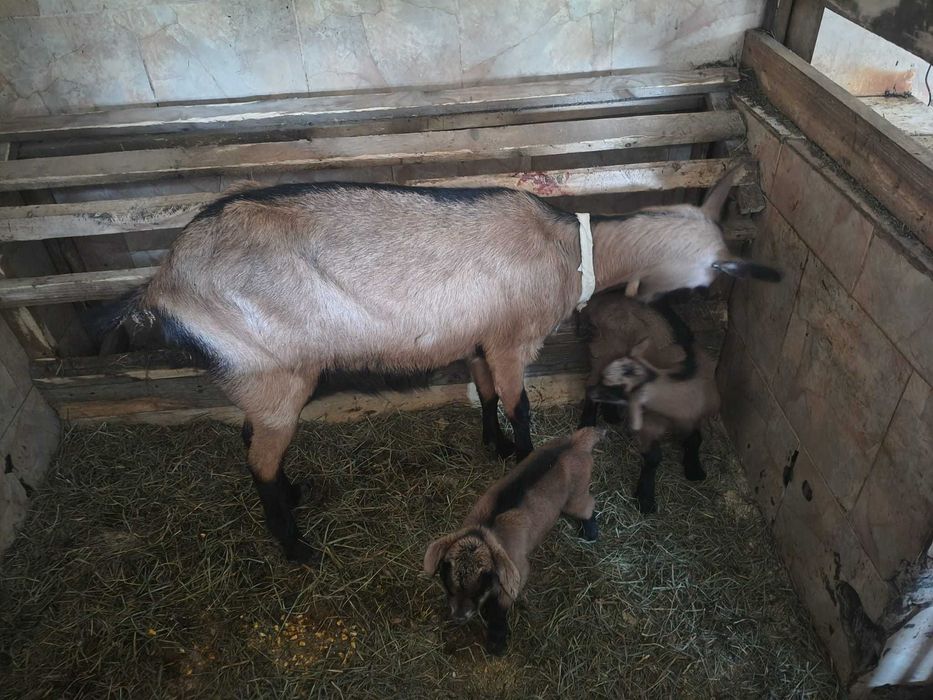 Capra Alpina Franceza prima fatare 2 iezi (iada si tap) si una fara ...