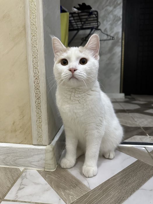 Отдам Котика бесплатно