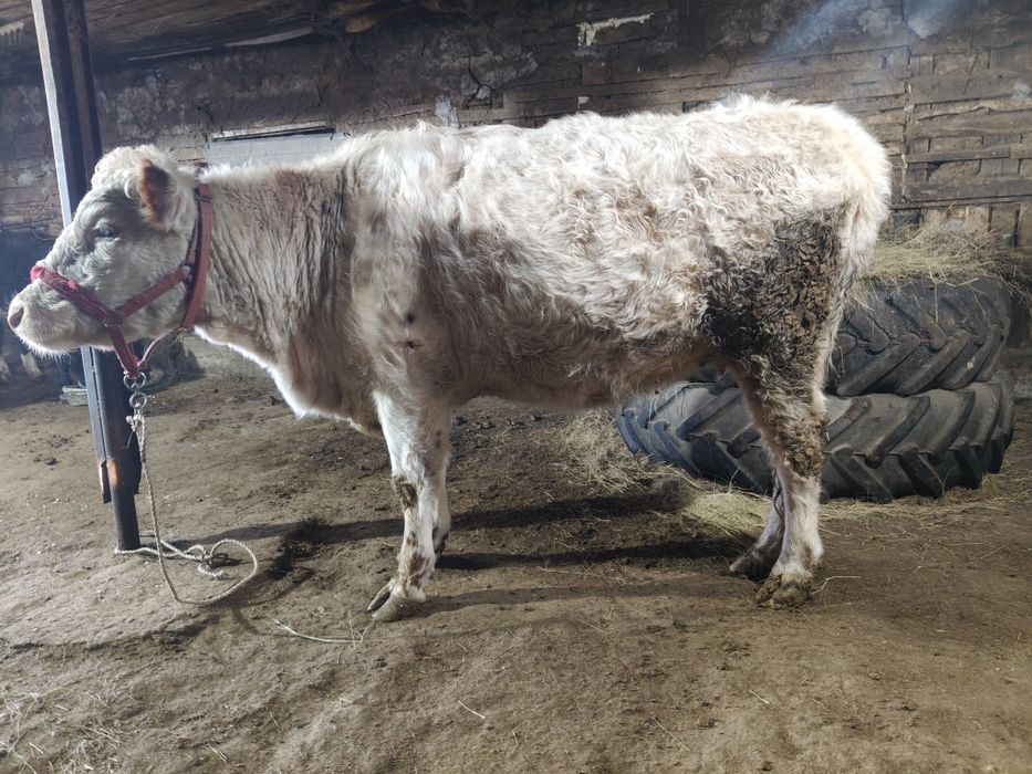 Сиыр сатамын. Семіз