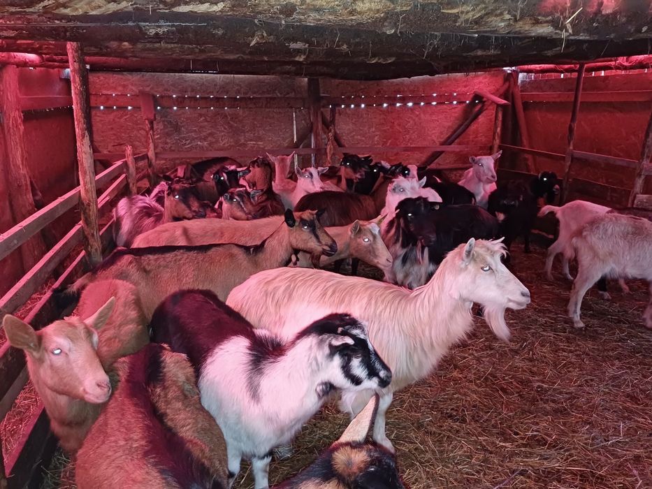 Vand ied/iezi pentru paște