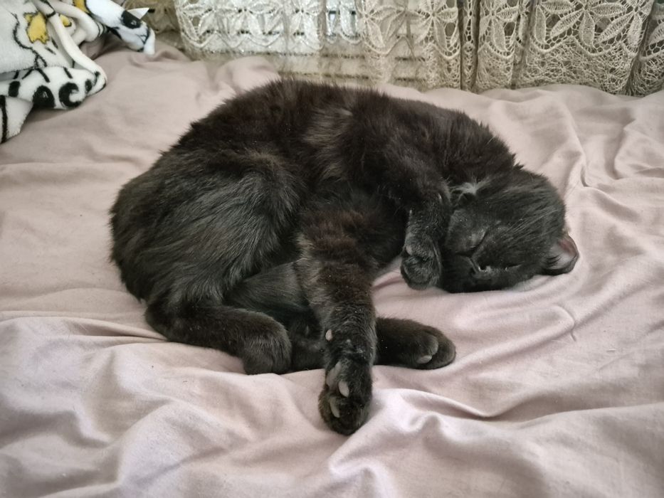 Отдам кота БЕСПЛАТНО