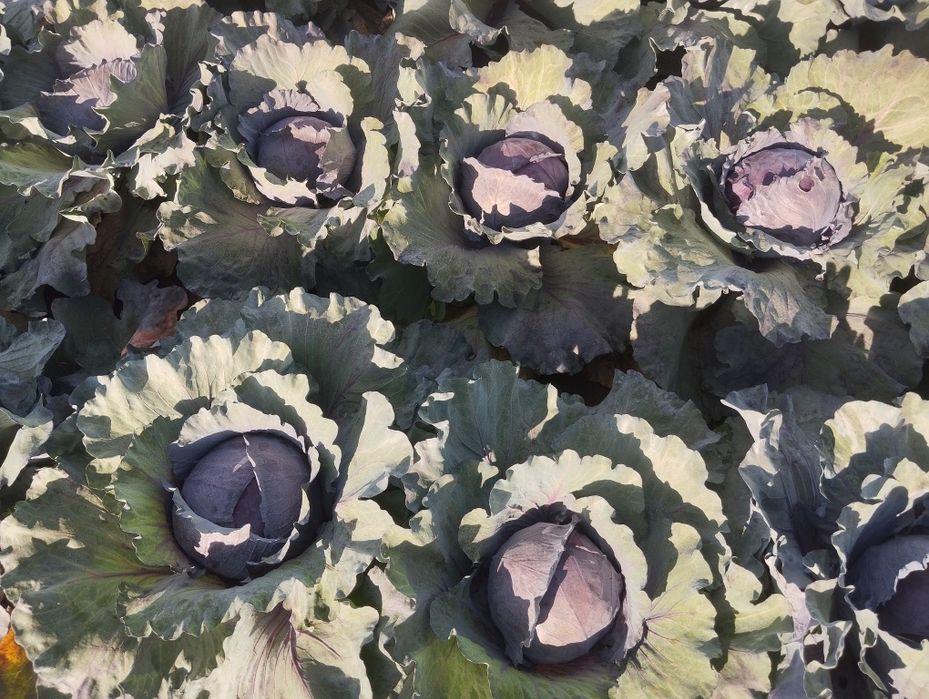 Продавам ЧЕРВЕНО ЗЕЛЕ на Едро.